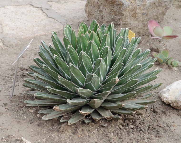 Agave victoriae-reginae - Balchik
