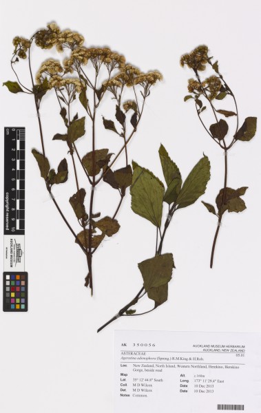 Ageratina adenophora (Spreng.) R.M.King and H.Rob. (AM AK350056)