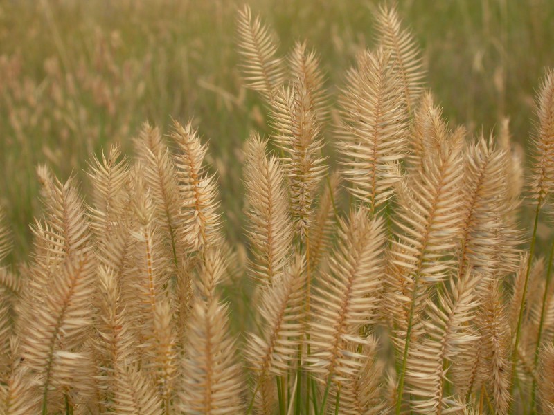 Agropyron cristatum (3848753465)