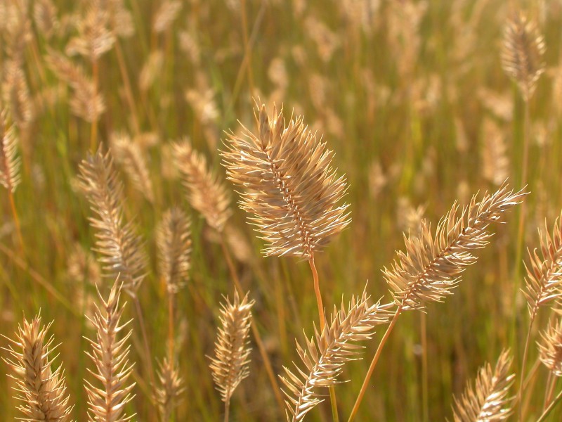 Agropyron cristatum (3939421437)