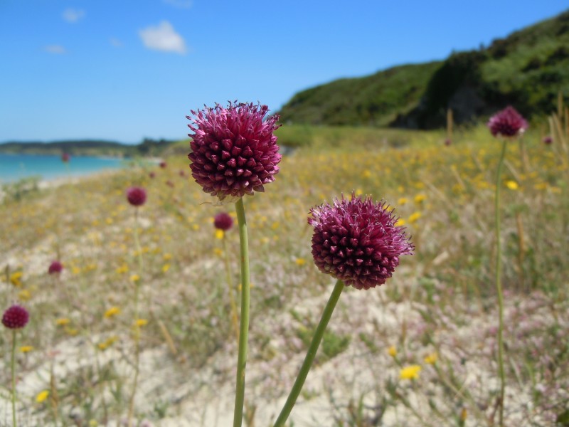 Ail à tête ronde