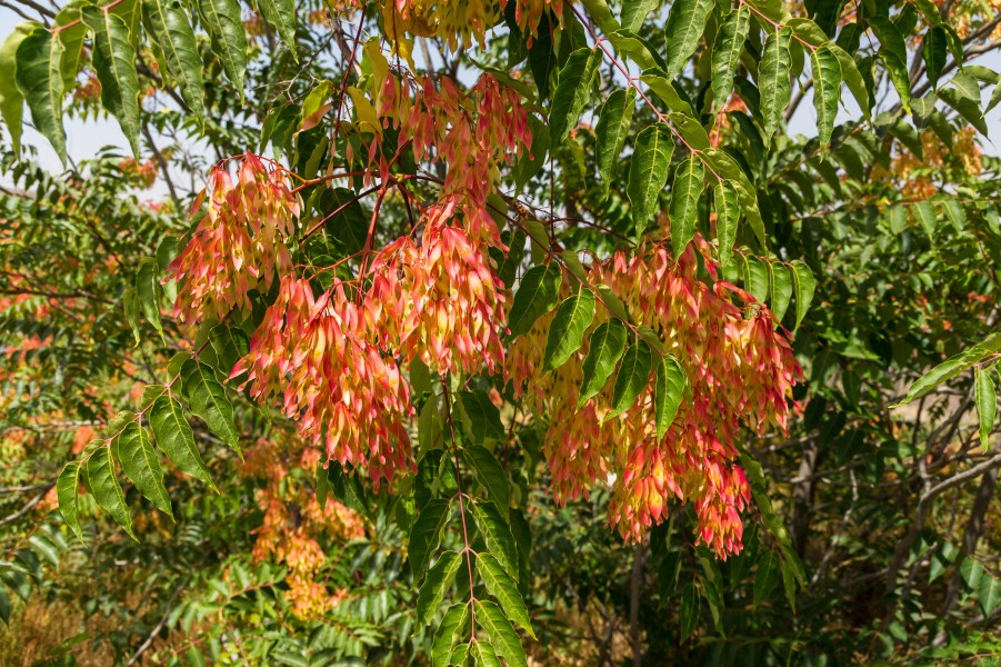 Ailanthus altissima august 2012 Sierra Nevada Andalusia Spain