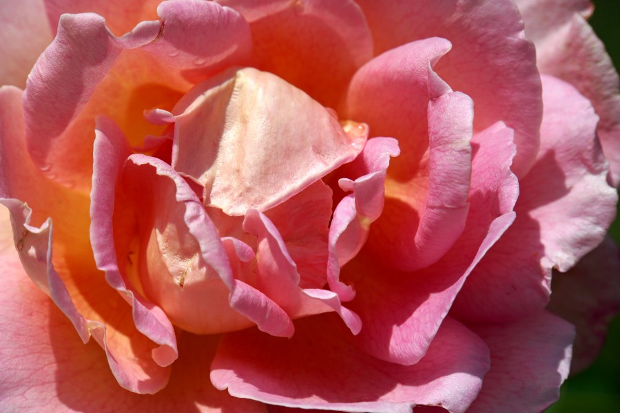 Albania-02695 - Albanian Rose... (10797119245)