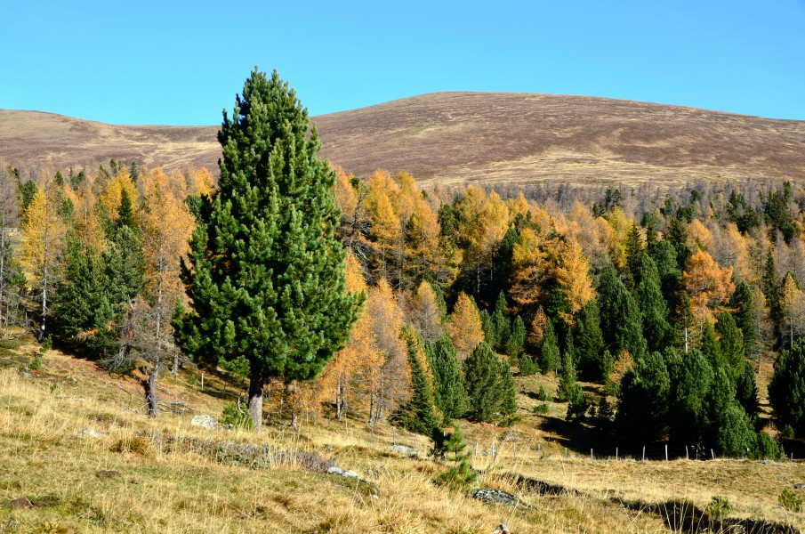 Albeck Seebachern Schafferalm Zirbelkiefern und Laerchen 01112013 045