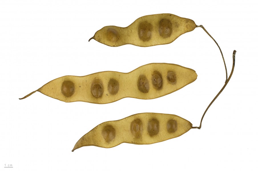 Albizia lebbeck MHNT.BOT.2015.2.45