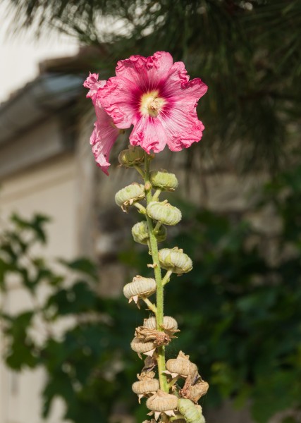 Alcea rosea, Marsilly, Charente-Maritime, august 2015