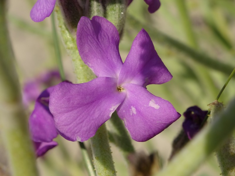 Alelí mariño, Matthiola sinuata, praia Balarés, Ponteceso, flor