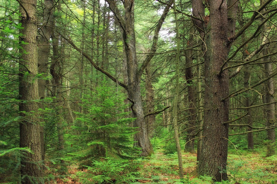 Algerine Swamp Natural Area (3) (14515893367)