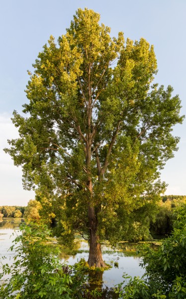 Aliso común (Alnus glutinosa), espacio natural protegido Dunarea Veche, Macin, Rumanía, 2016-05-28, DD 101