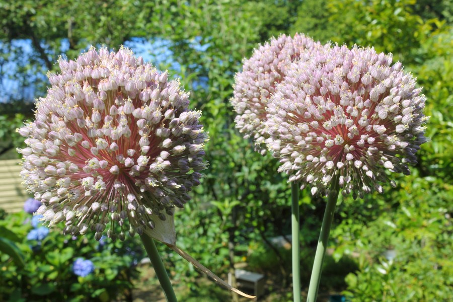Allium ampeloprasum blossoming