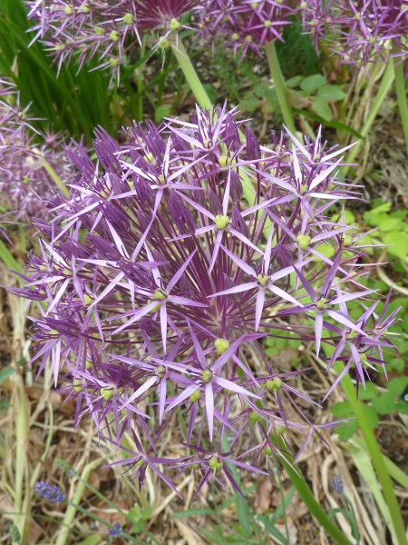 Allium christophii 'Star of Persia' (Alliaceae) flowers