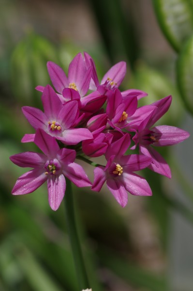 Allium oreophilum ÖBG 2014-05-25 (02)