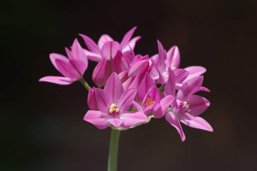 Allium oreophilum ÖBG 2014-05-25 (03)