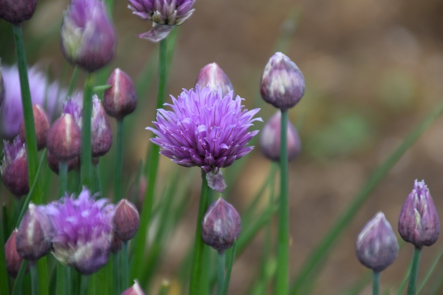 Allium schoenoprasum in Botanical Garden of Besançon004
