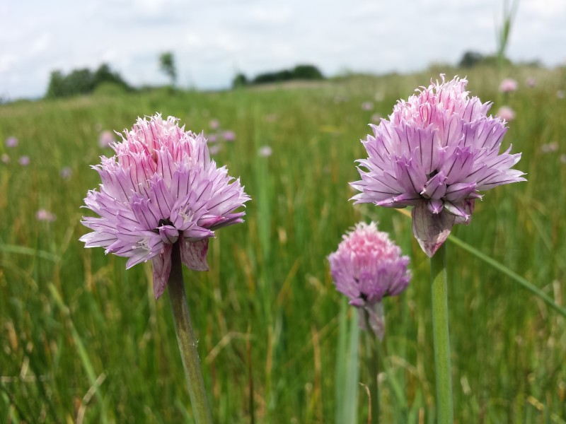 Allium schoenoprasum var. alpinum sl15