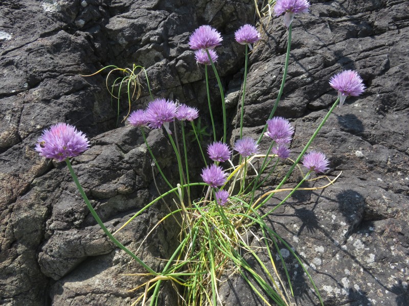 Allium schoenoprasum var. foliosum 2