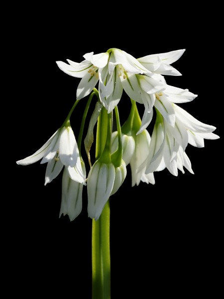 Allium triquetrum (inflorescense)