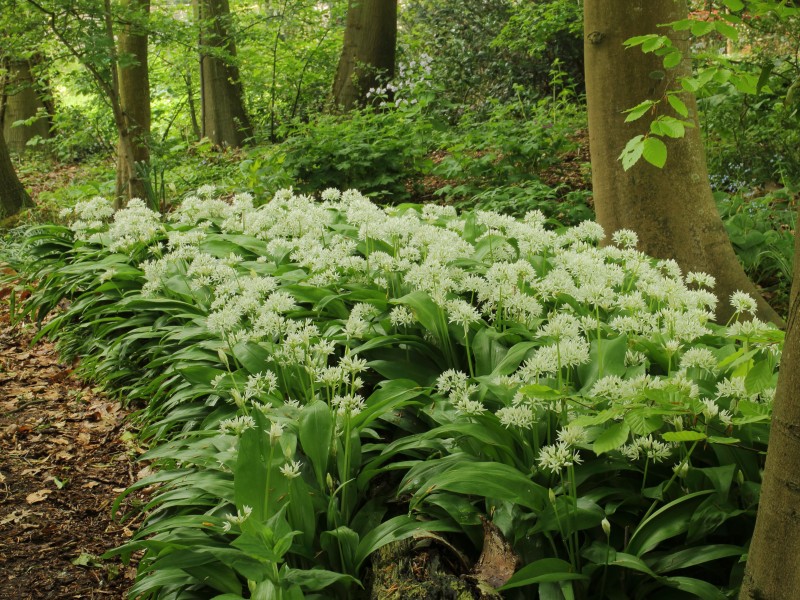Allium ursinum 02