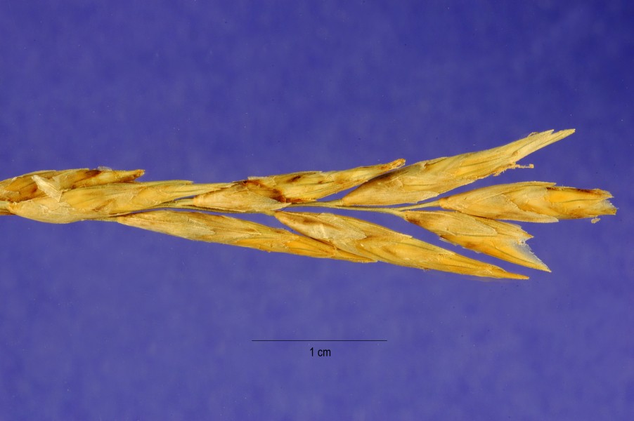 Allolepis texana