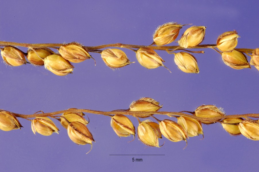 Alloteropsis cimicina seeds 2