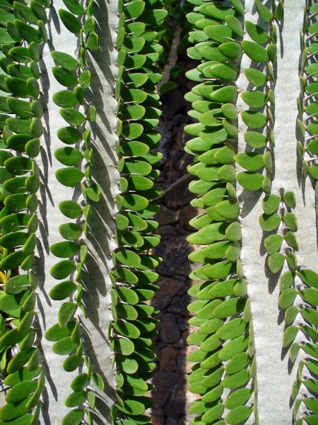 Alluaudia procera 002