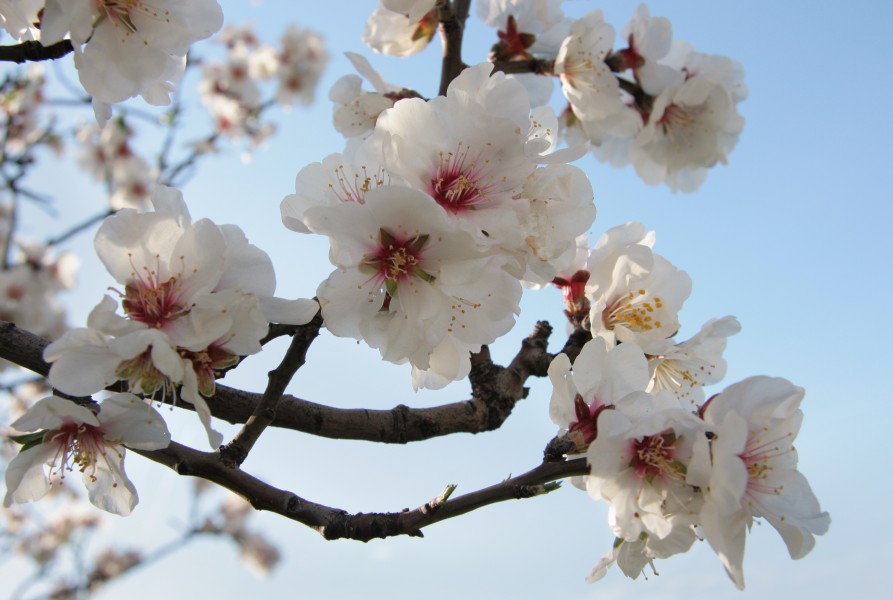 Almond tree 6310