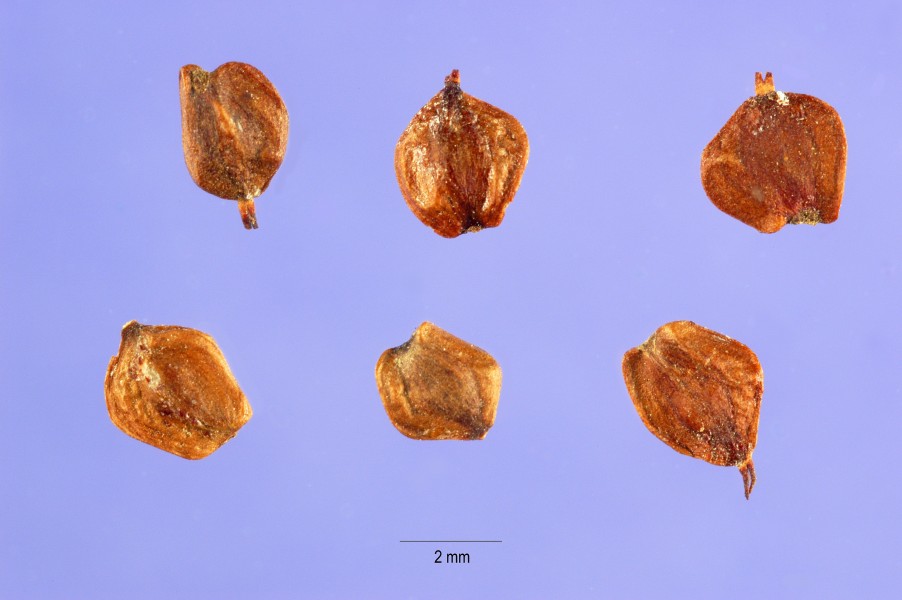 Alnus glutinosa seeds