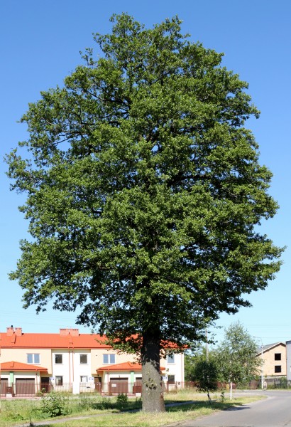 Alnus glutinosa Ząbki