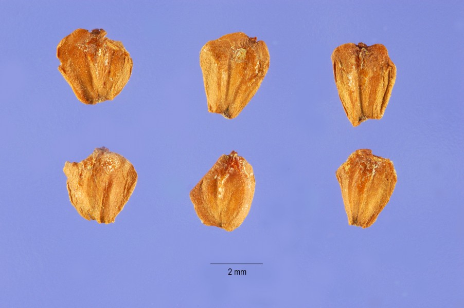 Alnus incana seeds