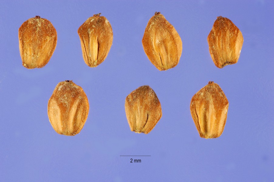 Alnus maritima seeds