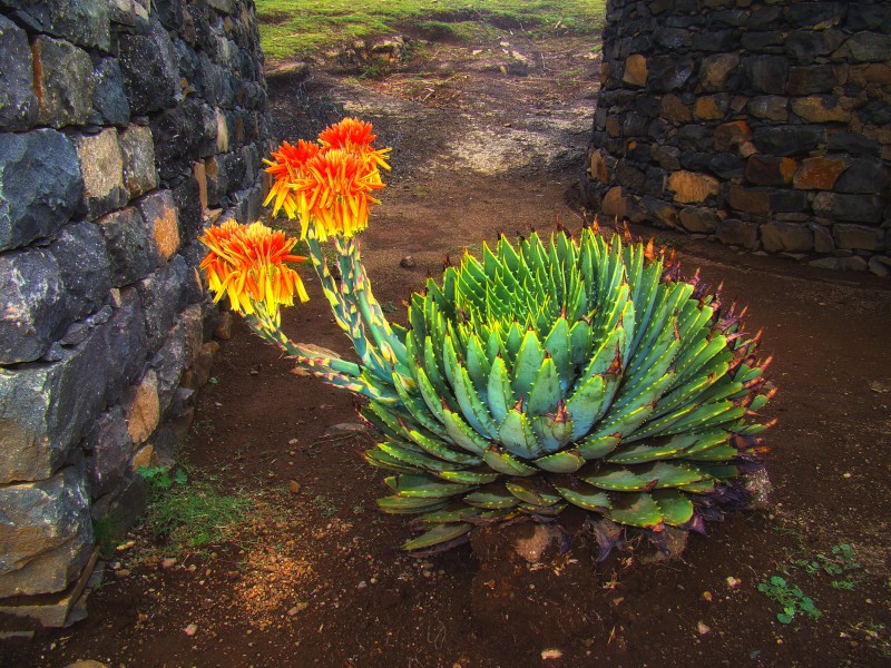 Aloe-Polyphylla-Lesotho