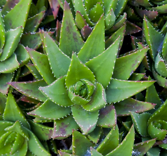 Aloe broomii, jardín del molino, Sierra de San Felipe, Setúbal, Portugal, 2012-05-11, DD 01