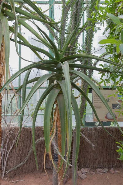 Aloe helenae (Aloès) - 85