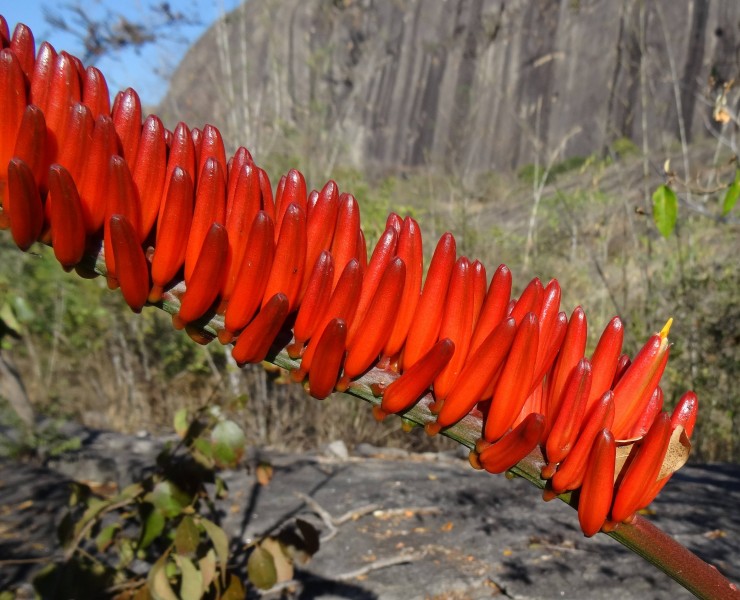 Aloe mawii 3 (9549065386)