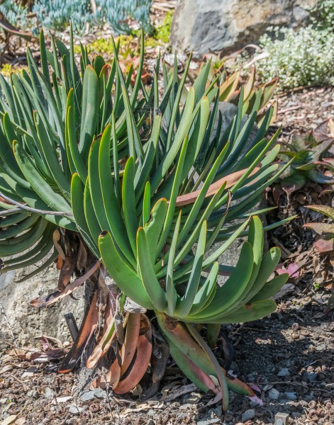 Aloe plicatilis 01