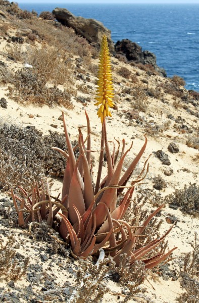 Aloe vera Lanzarote