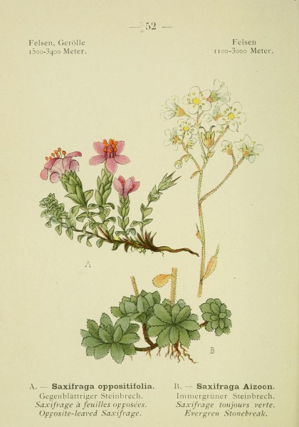 Alpen-Flora (Page 103) BHL10387317