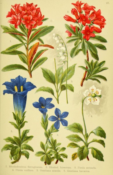 Alpen-Flora für Touristen und Pflanzenfreunde (Pl. 27) (6021506889)