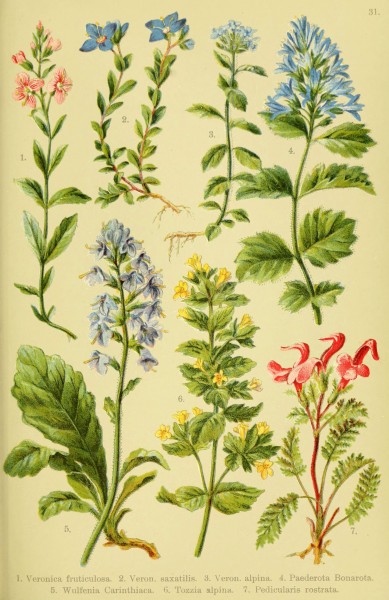 Alpen-Flora für Touristen und Pflanzenfreunde (Pl. 31) (6022062270)