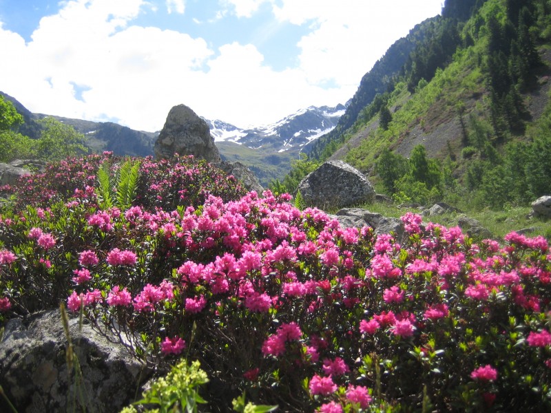 Alpenroos