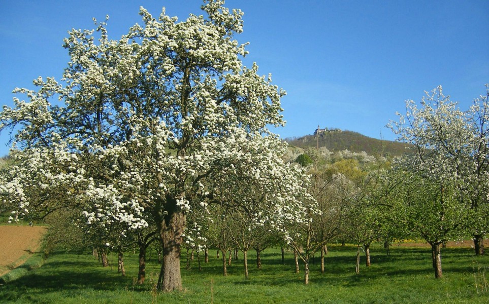 Alter Birnbaum auf Streuobstwiese im Biosphärengebiet Schwäbisch Alb (im Hintergrund Burg Teck)
