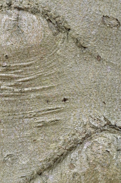 American Beech Fagus grandifolia Bark