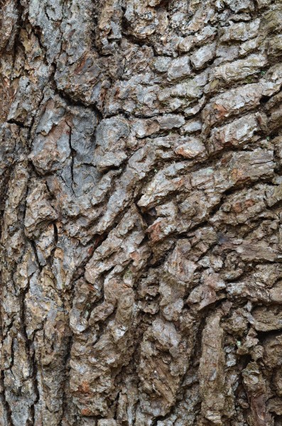 American Sweetgum Liquidambar styraciflua Bark Closeup