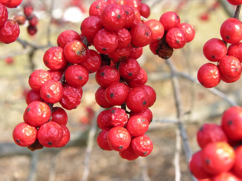 American Winterberry Ilex verticillata 'Winter Red' Cluster 3264px