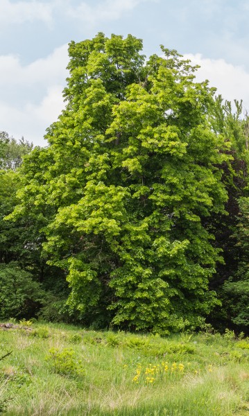 Amerikaanse linde (Tilia americana). Locatie Hortus Haren