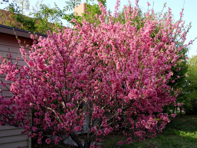 Amygdalus persica cv Stellata