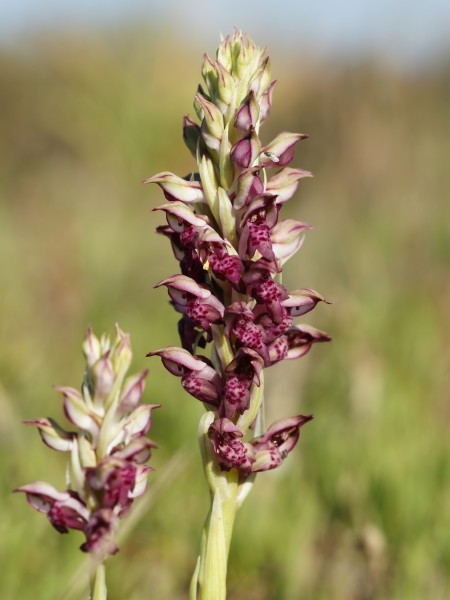 Anacamptis fragrans (flower spike)