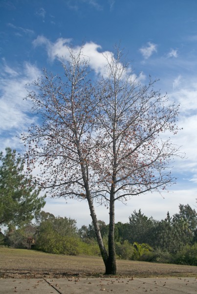 Anadolu sığla ağacı - Liquidambar orientalis 13.jpg