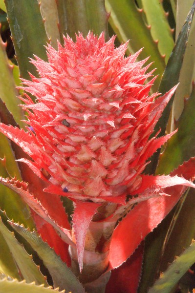 Ananas bracteatus 4417