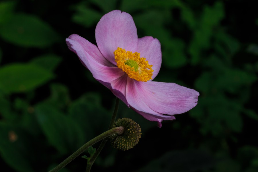 Anemone 'Eugenie'. Herfstanemoon 01